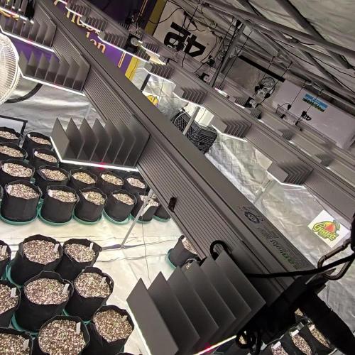 CherryColaAuto (RF3)