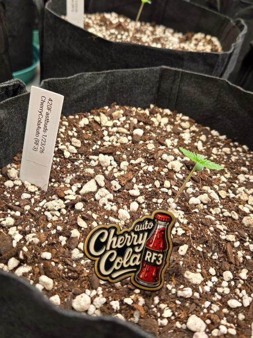 CherryColaAuto (RF3). Week 0