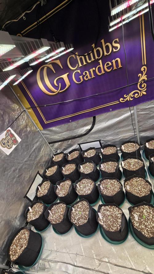 CherryColaAuto (RF3). Week 0