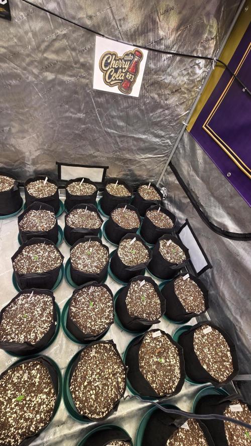 CherryColaAuto (RF3). Week 0