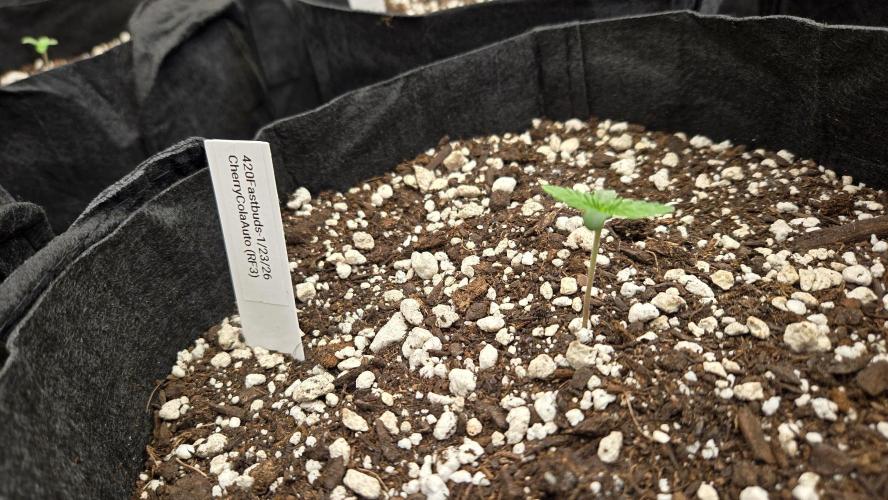 CherryColaAuto (RF3). Week 0