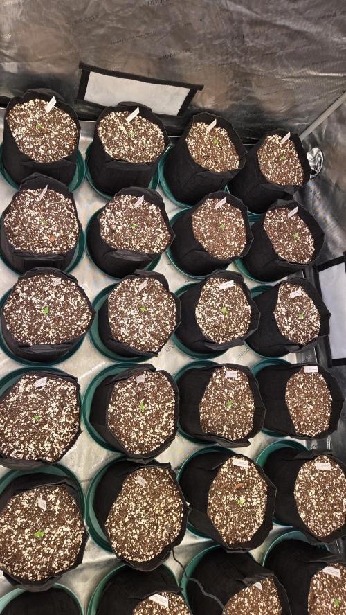 CherryColaAuto (RF3). Week 0