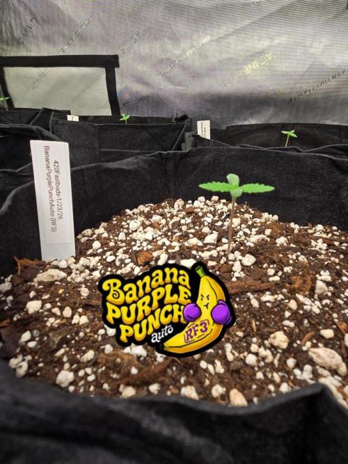 BananaPurplePunchAuto(RF3). Week 0