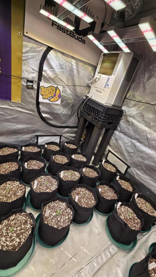 BananaPurplePunchAuto(RF3). Week 0