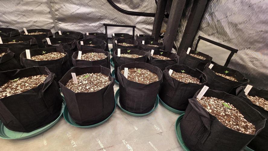 BananaPurplePunchAuto(RF3). Week 0