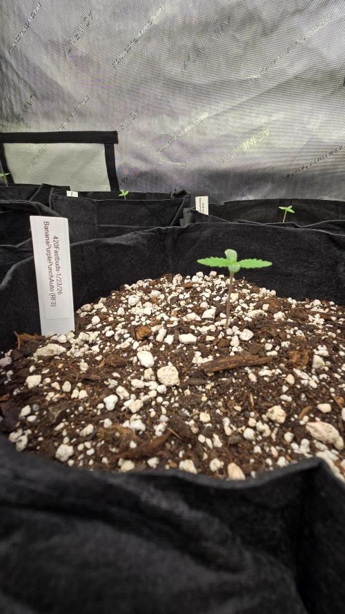 BananaPurplePunchAuto(RF3). Week 0