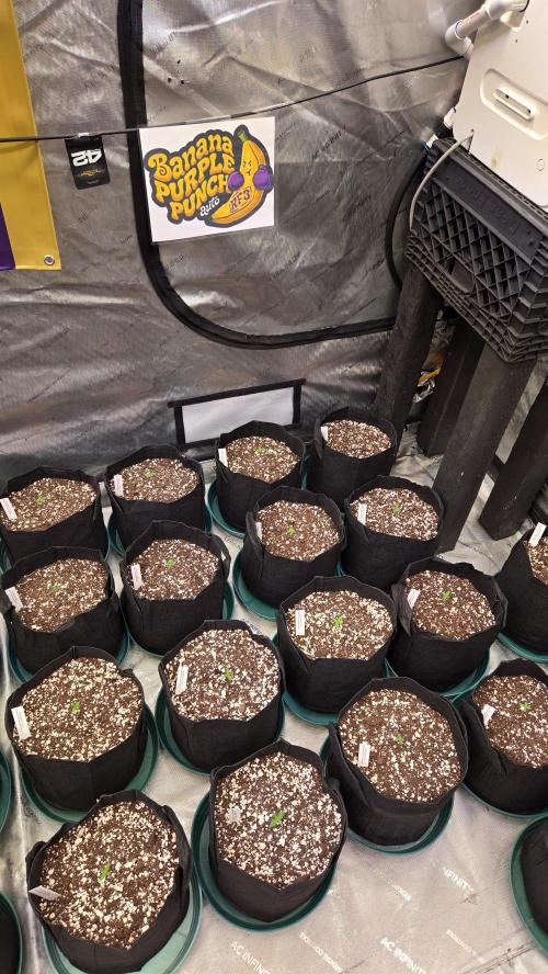 BananaPurplePunchAuto(RF3). Week 0