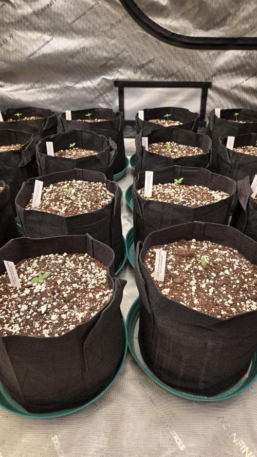 BananaPurplePunchAuto(RF3). Week 0