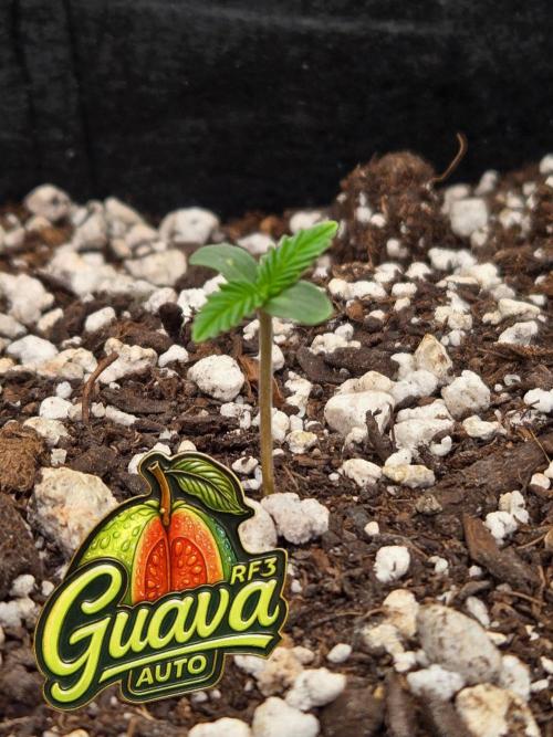 GuavaAuto(RF3). Week 0