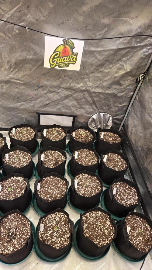 GuavaAuto(RF3). Week 0