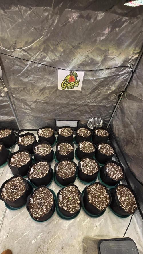 GuavaAuto(RF3). Week 0