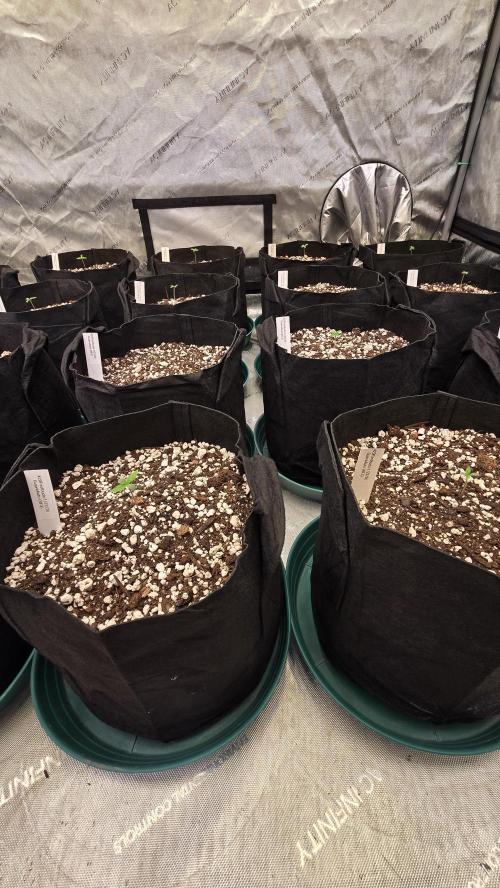 GuavaAuto(RF3). Week 0