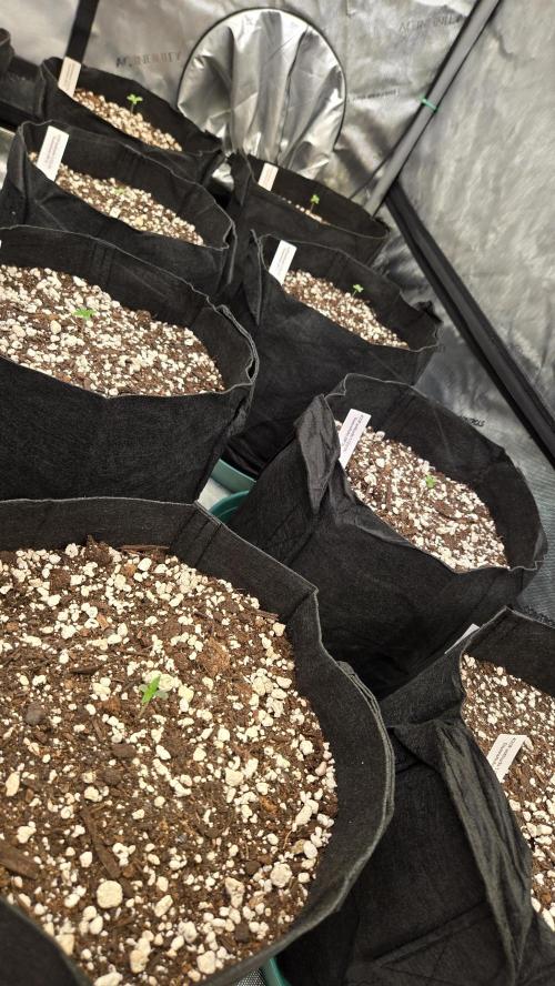 GuavaAuto(RF3). Week 0