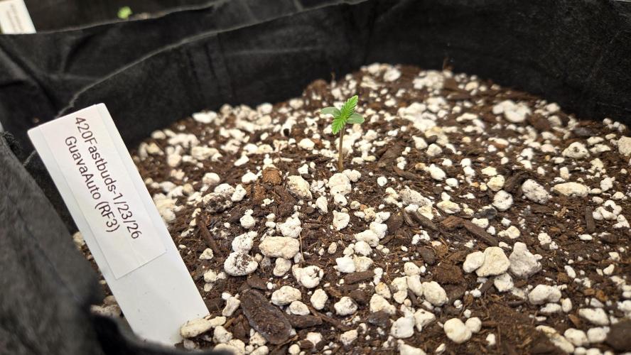 GuavaAuto(RF3). Week 0