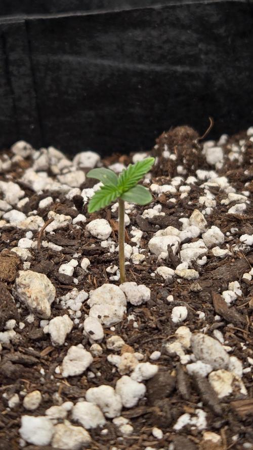 GuavaAuto(RF3). Week 0