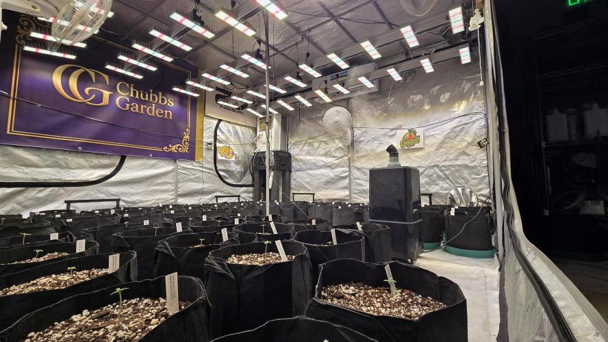 GuavaAuto(RF3). Week 0