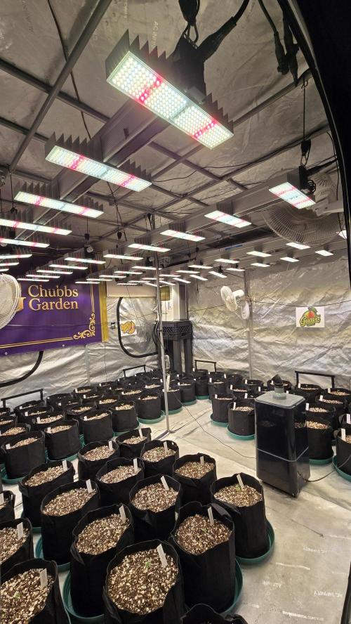 GuavaAuto(RF3). Week 0