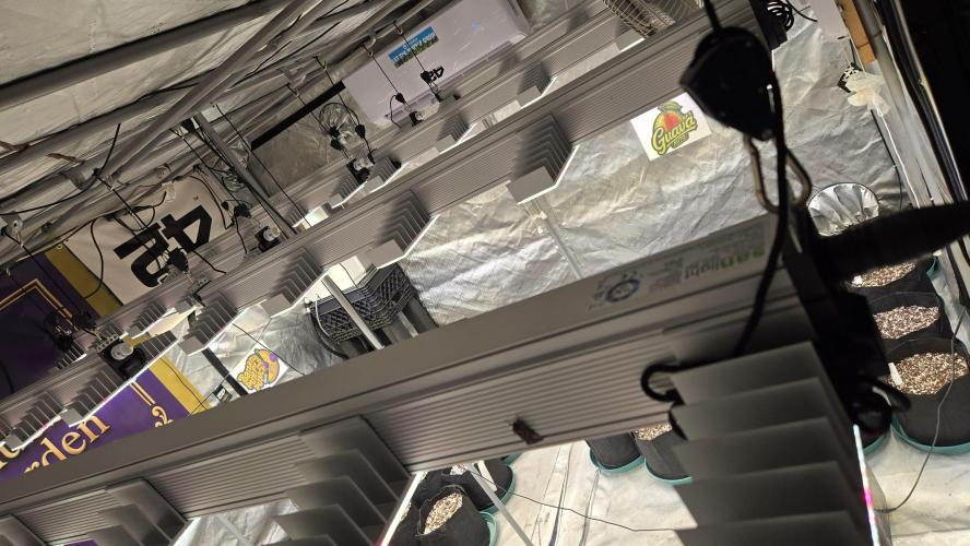 GuavaAuto(RF3). Week 0