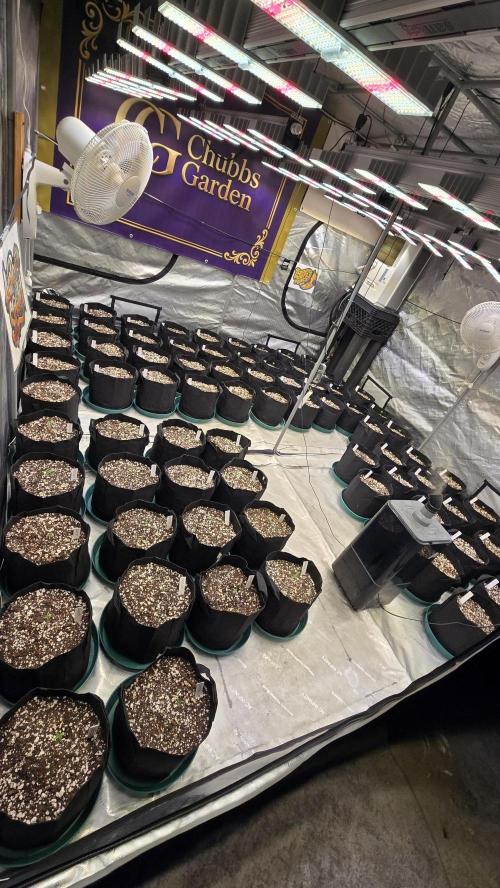 AppleStrudelAuto. Week 1