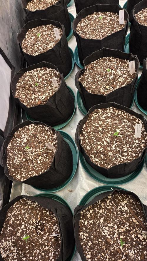 AppleStrudelAuto. Week 1