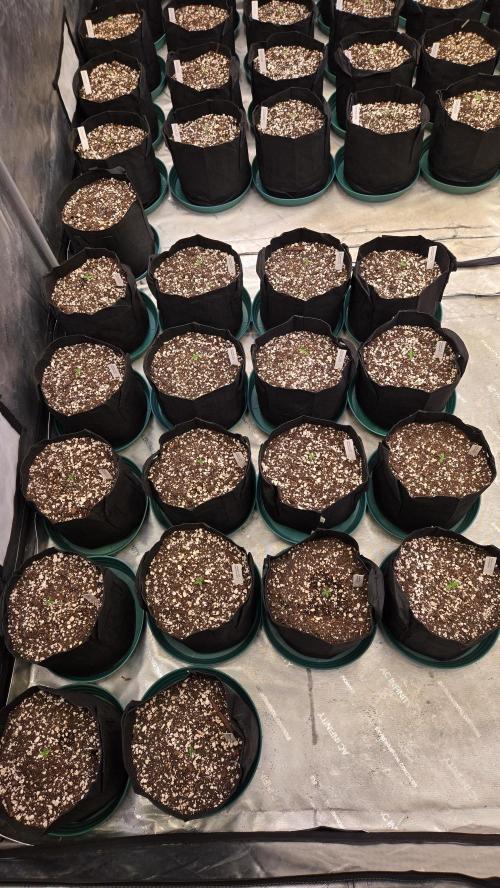 AppleStrudelAuto. Week 1