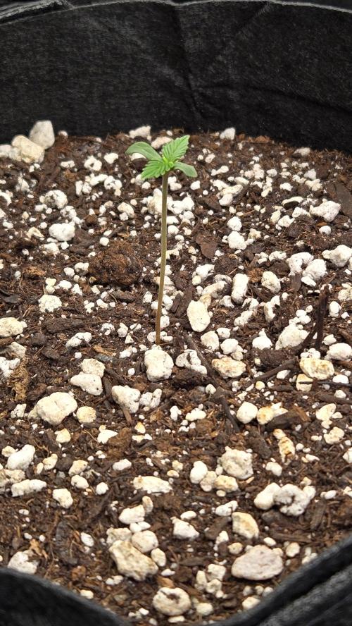 AppleStrudelAuto. Week 1