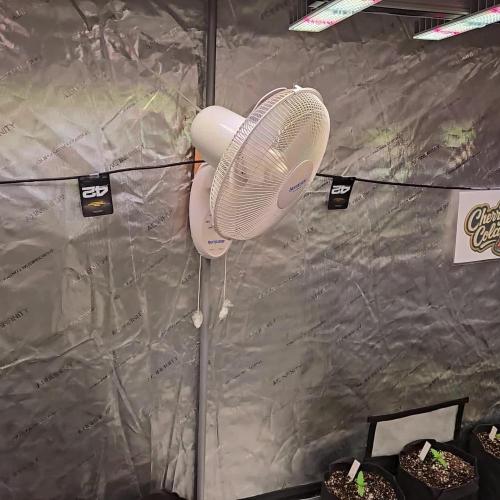 CherryColaAuto (RF3)