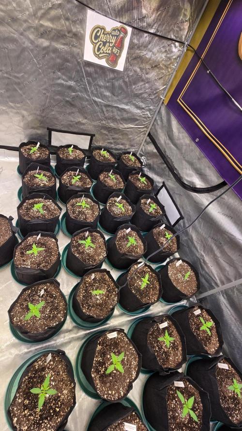 CherryColaAuto (RF3). Week 1