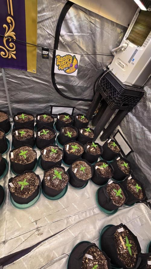 BananaPurplePunchAuto(RF3). Week 1