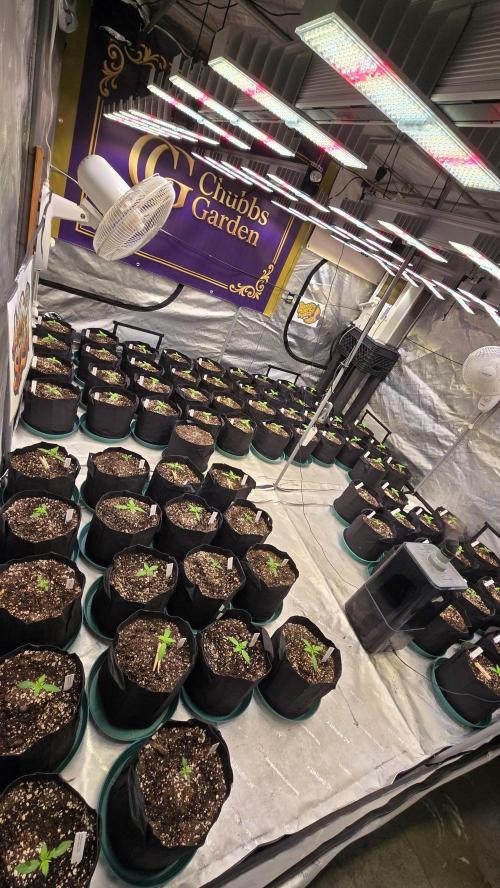 BananaPurplePunchAuto(RF3). Week 1