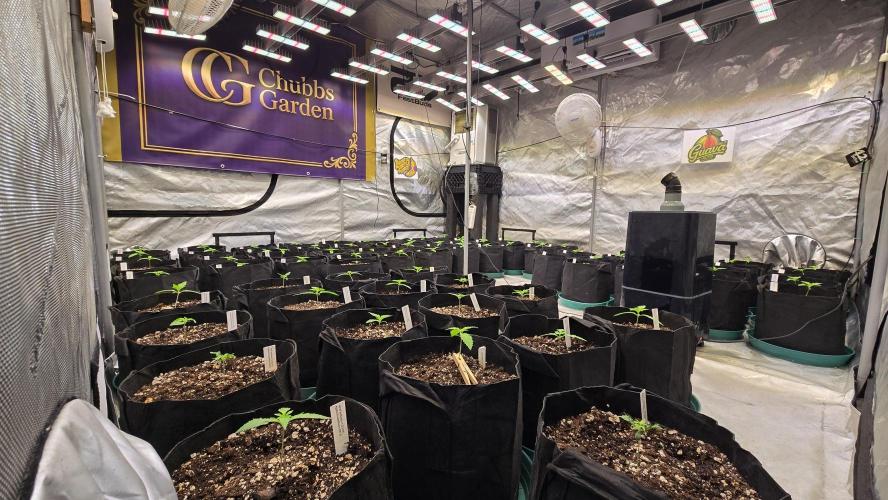 BananaPurplePunchAuto(RF3). Week 1