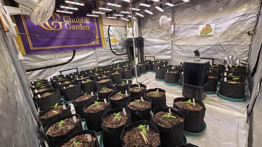 GuavaAuto(RF3). Week 1