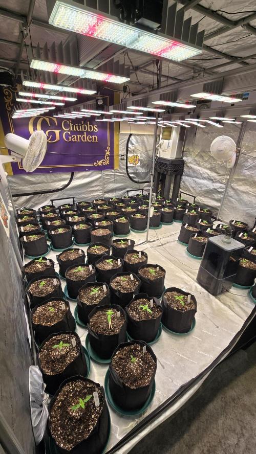 GuavaAuto(RF3). Week 1