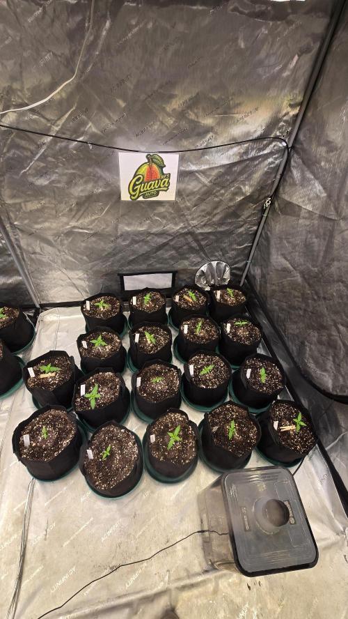 GuavaAuto(RF3). Week 1