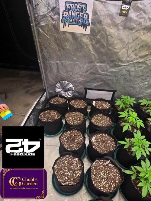 FrostBangerAuto. Week 0