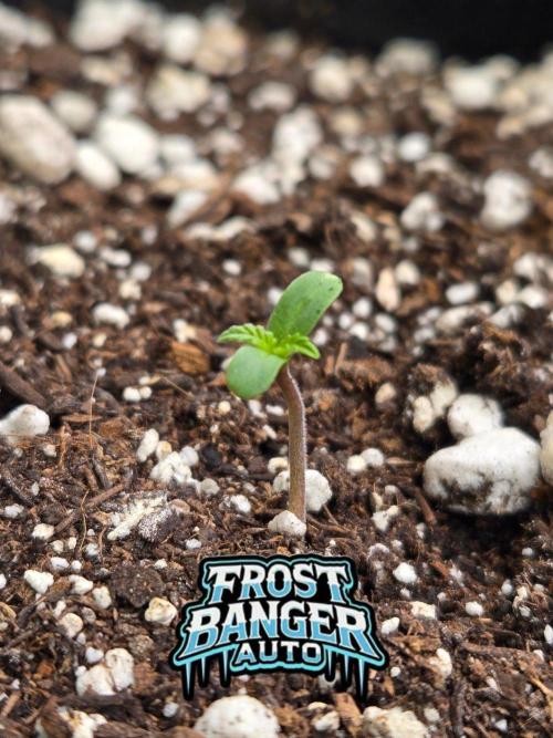 FrostBangerAuto. Week 0