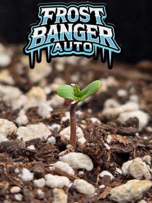 FrostBangerAuto. Week 0