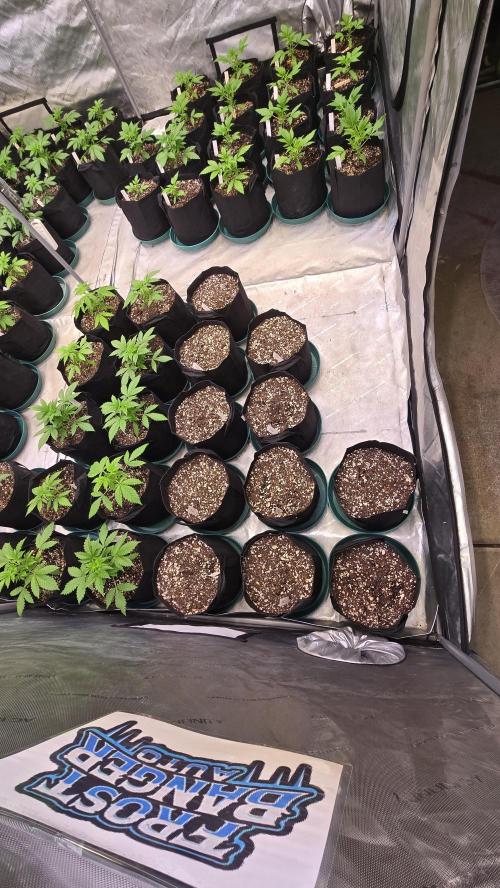 FrostBangerAuto. Week 0