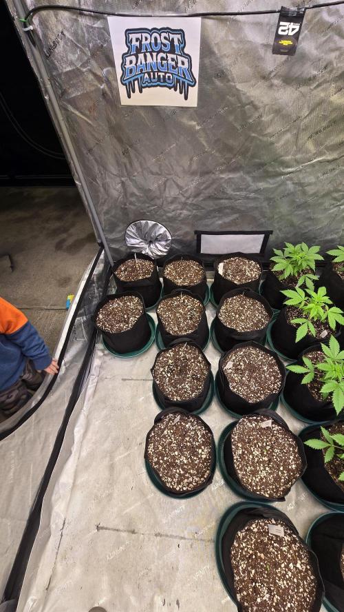 FrostBangerAuto. Week 0