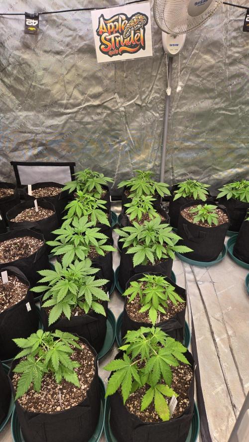 AppleStrudelAuto. Week 2