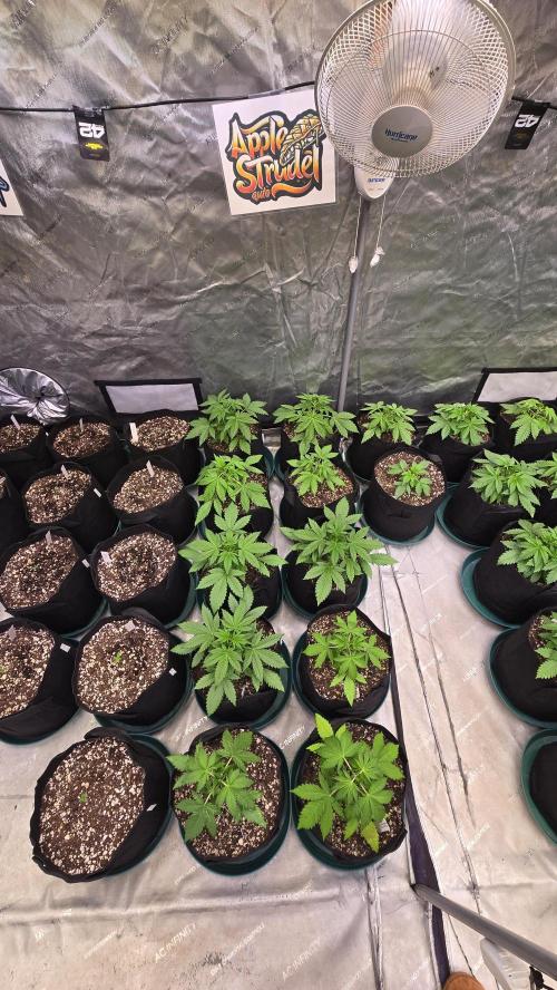 AppleStrudelAuto. Week 2