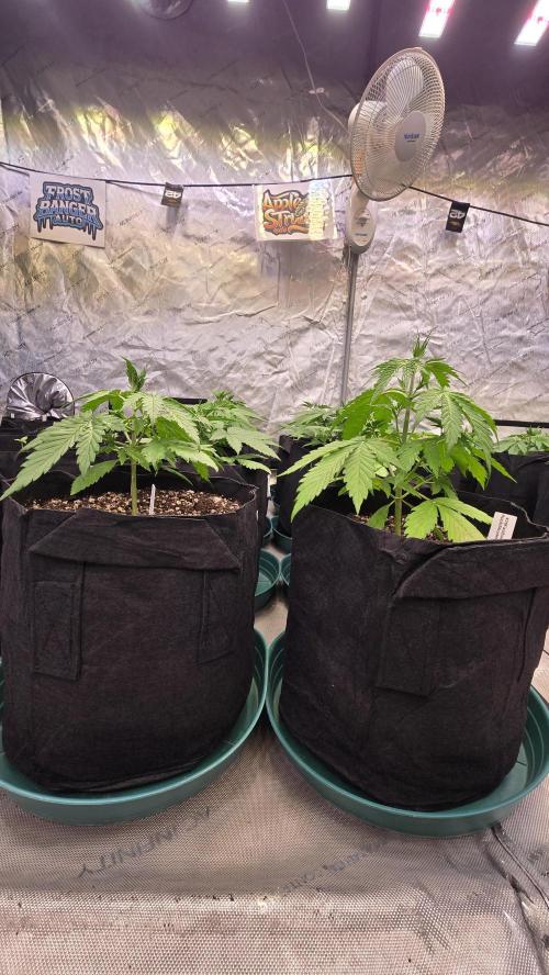 AppleStrudelAuto. Week 2