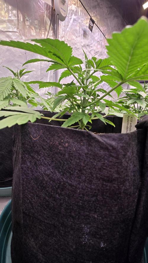 AppleStrudelAuto. Week 2