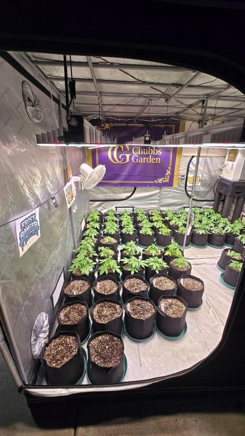 AppleStrudelAuto. Week 2