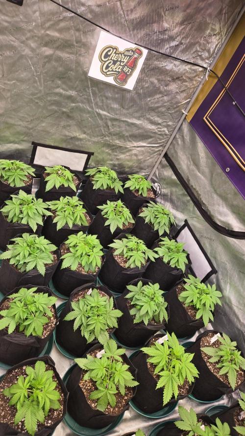 CherryColaAuto (RF3). Week 2