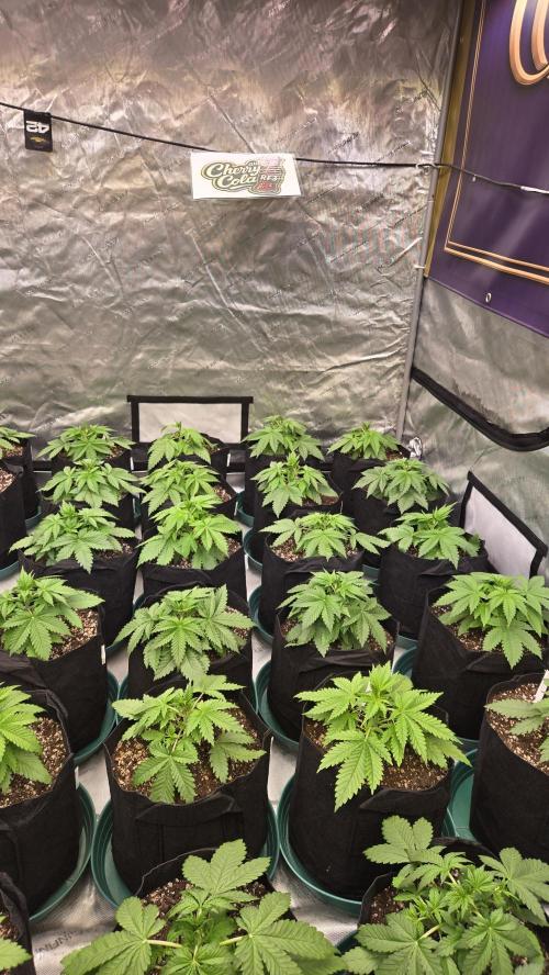 CherryColaAuto (RF3). Week 2