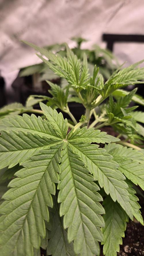 CherryColaAuto (RF3). Week 2