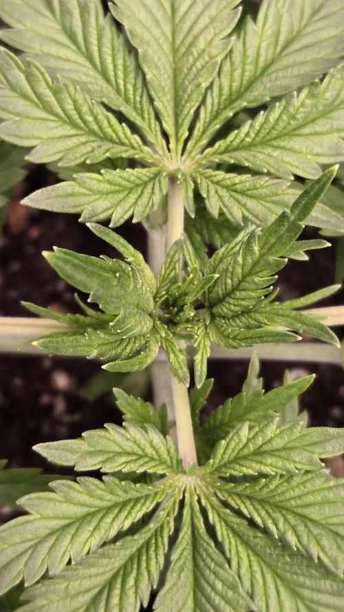 CherryColaAuto (RF3). Week 2