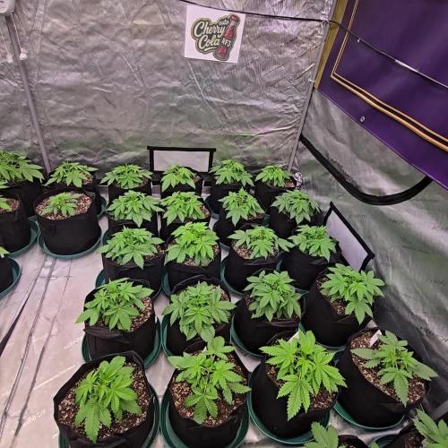 CherryColaAuto (RF3)