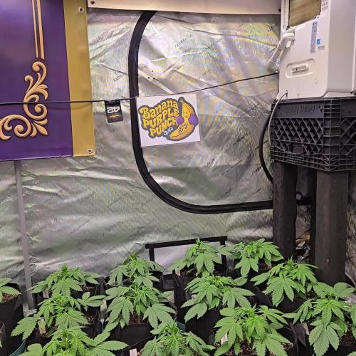 BananaPurplePunchAuto(RF3)